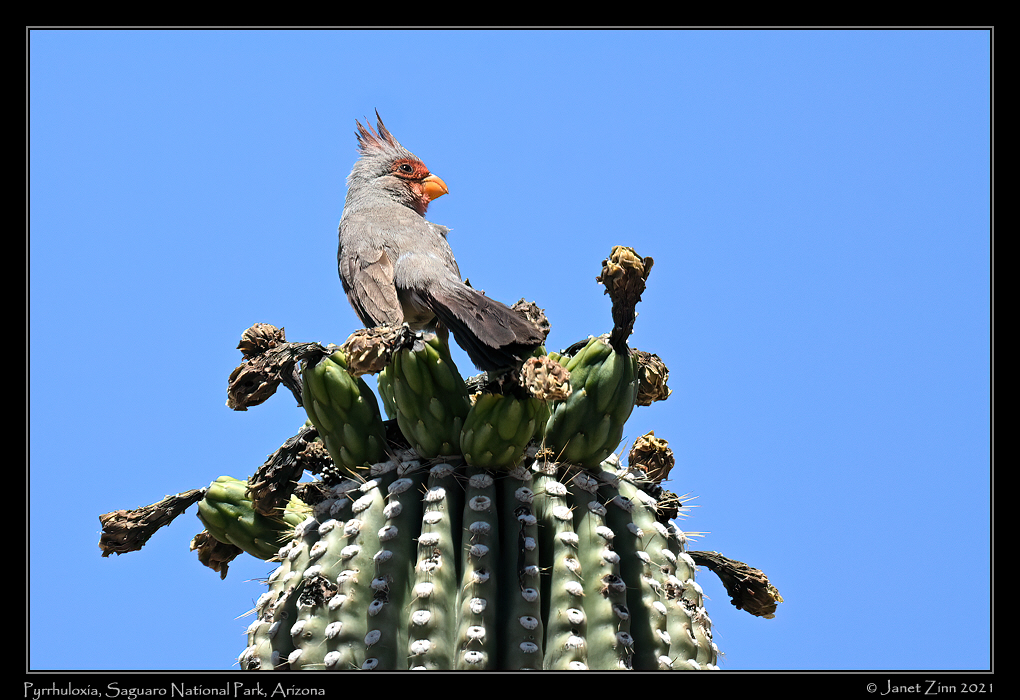 pyrrhuloxia _JZ1_7261a